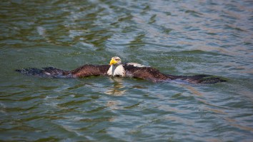 Florida Man Dives Into Lakewood Ranch Pond To Save Drowning Bald Eagle From Alligators
