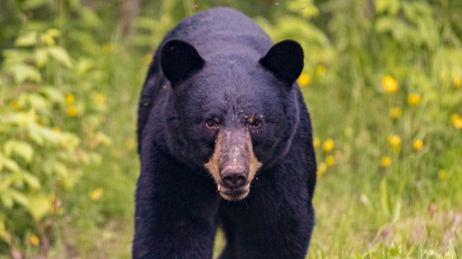 black bear