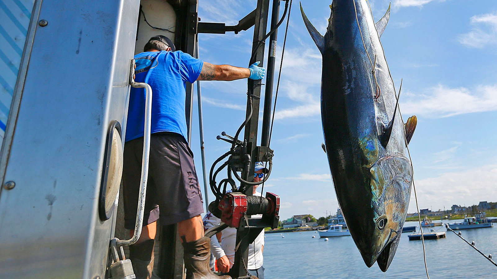 bluefin tuna caught and being weighed next to boat after fishing trip