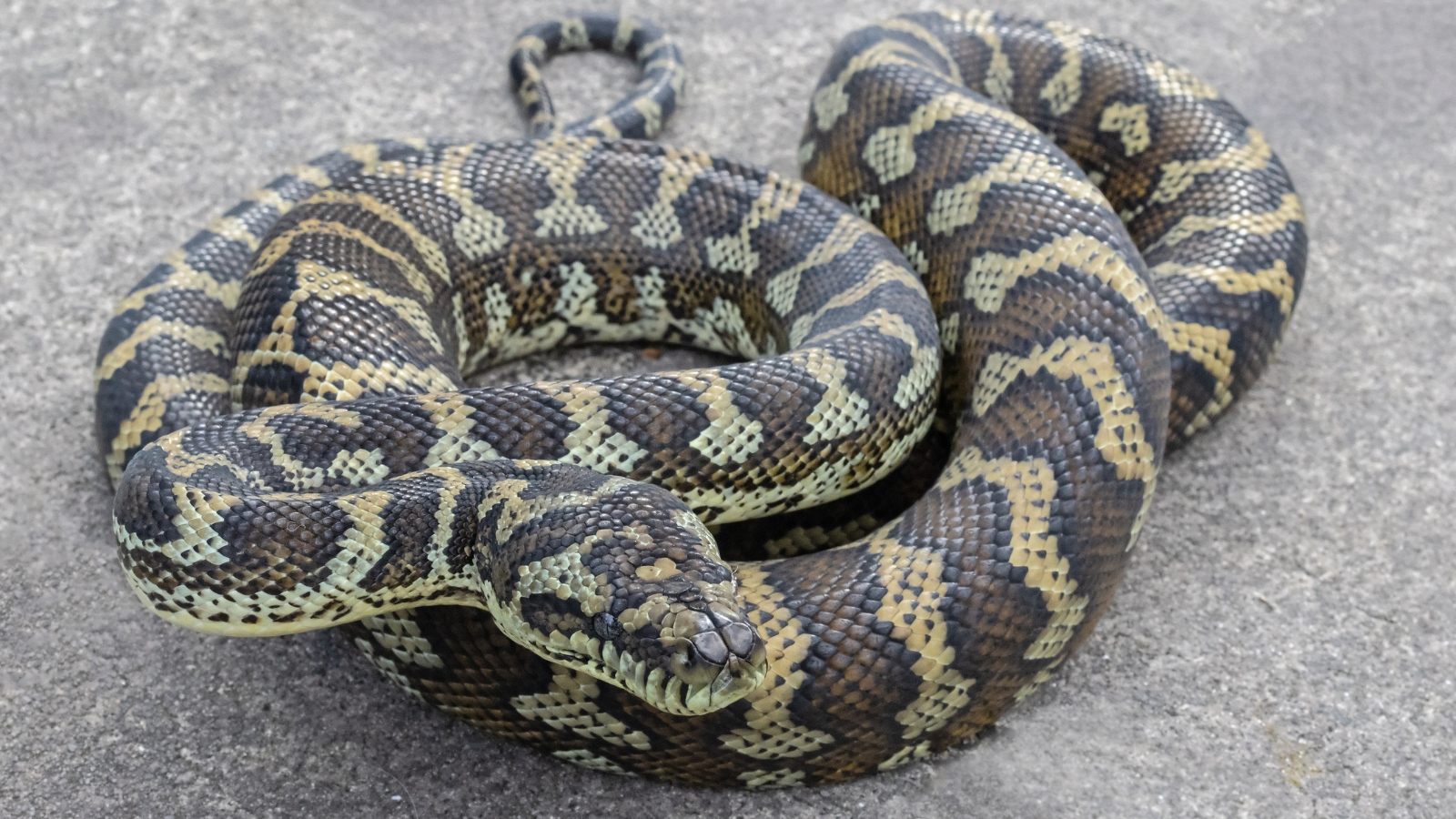 Coastal carpet python snake from Queensland, Australia