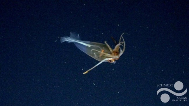 glacial-glass-squid