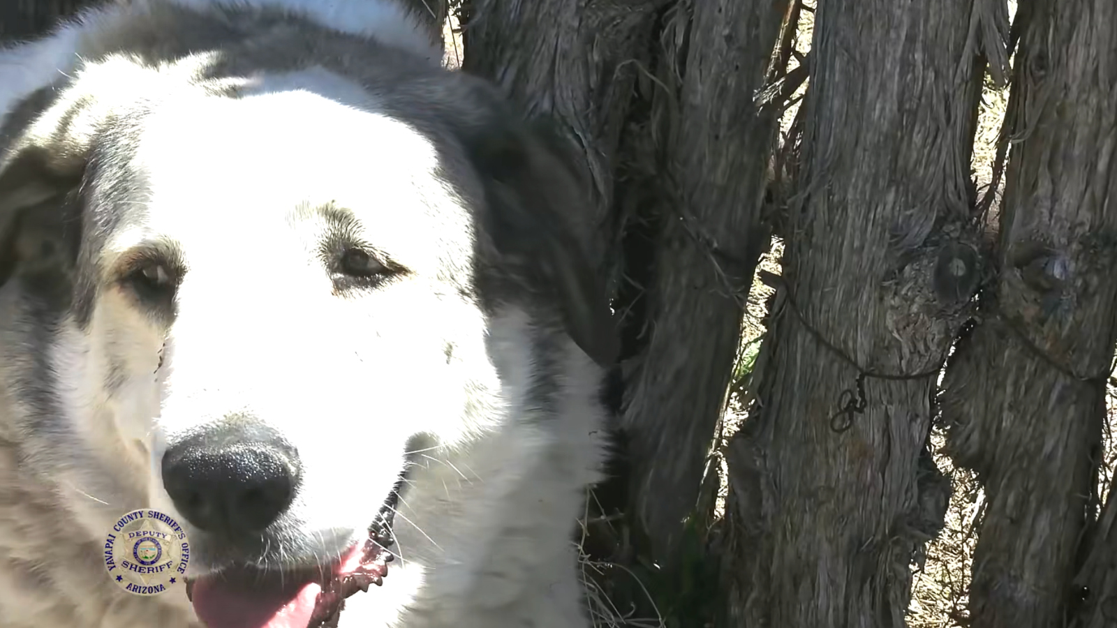 Great Pyrenees Anatolian Shepherd dog rescues lost 2 year old boy in Arizona