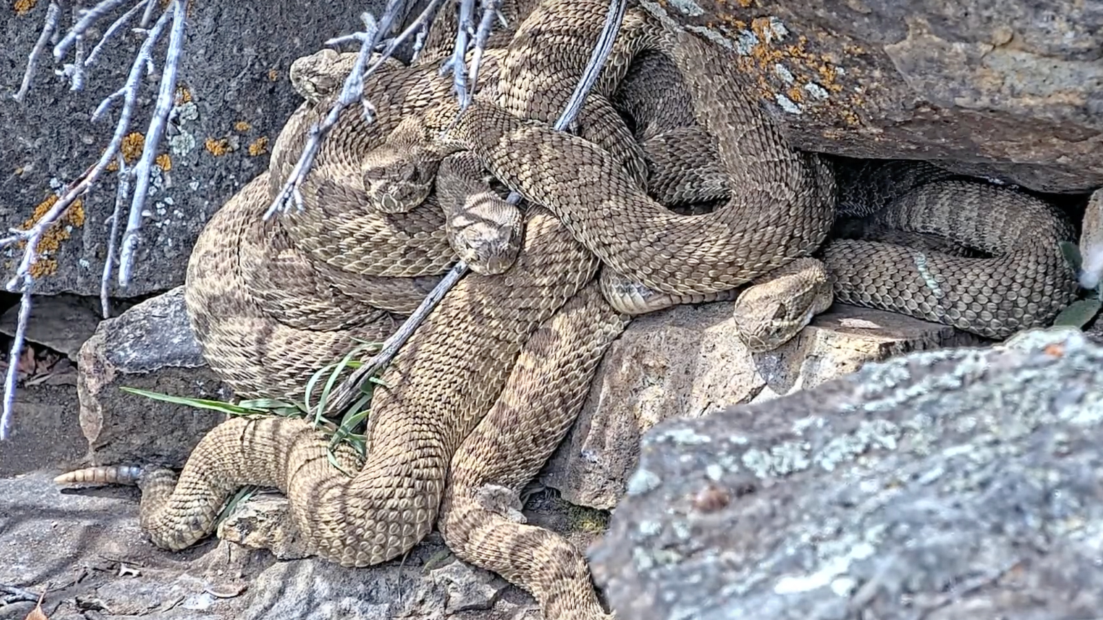 prairie rattlesnakes emerging from hibernation in Colorado on live trail cam