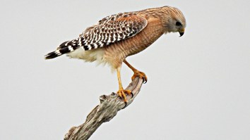 Sarasota Business Hurting Due To ‘Attack Hawks’ Dive Bombing Anyone Who Approaches Including Officers (Video)