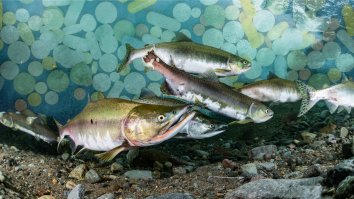 Atlantic Salmon Drugged Up On Painkillers And Anxiety Pills Are Swimming With Unprecedented Speed