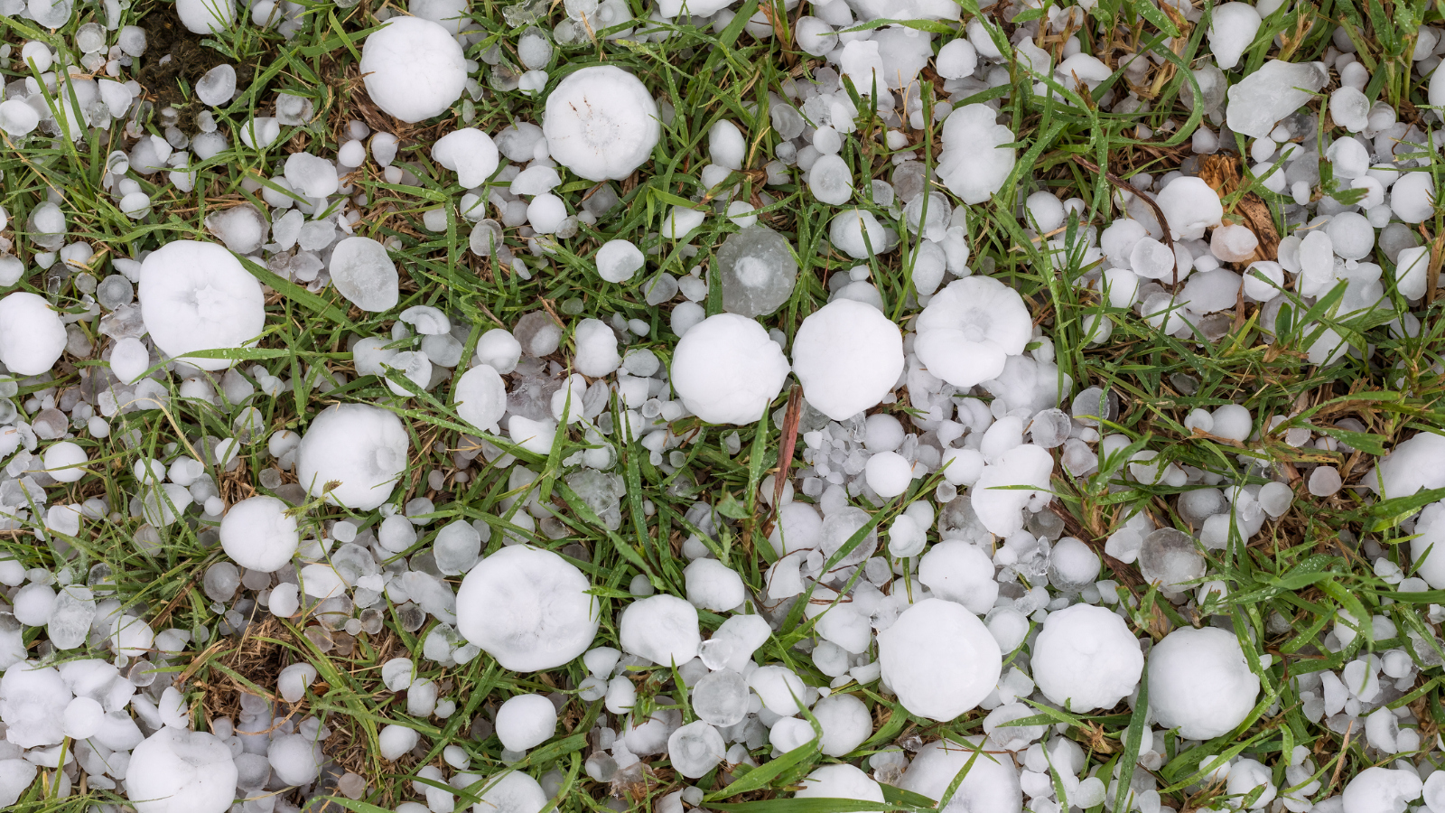 softball-sized hail on the ground