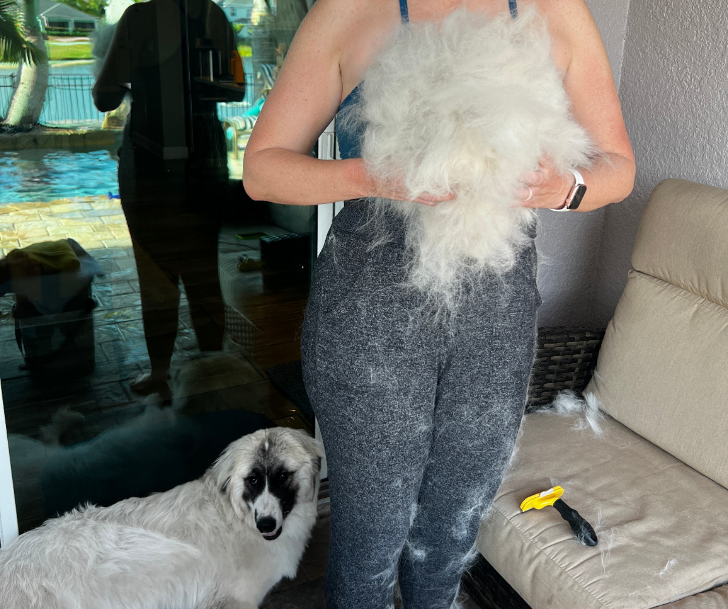 Great Pyrenees x Anatolian Shepherd mixed breed dog