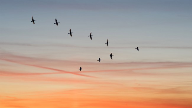 Birds-flying-in-the-shape-of-v-formation