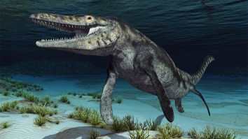 Remains Of Gigantic ‘Sea Monster’ Found In Mississippi Riverbed
