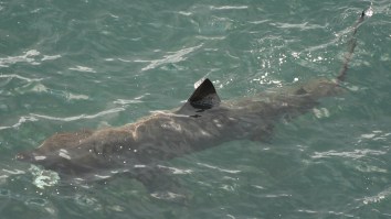 Rhode Island Diner Films Massive Shark That Invaded A Pond On Block Island