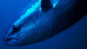 Texas Fisherman Lands Record-Setting 884-Pound Bluefin Tuna That Took 5 Hours To Reel In