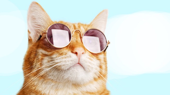 cat-wearing-sunglasses