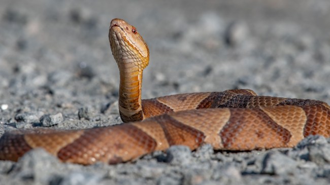 copperhead snake