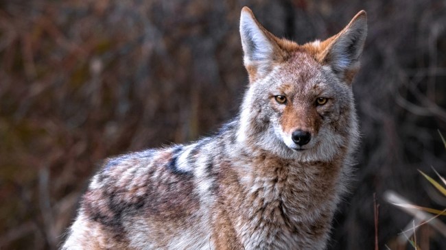 coyote