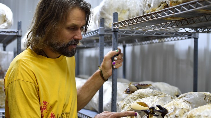 Jake Plummer mushroom farm