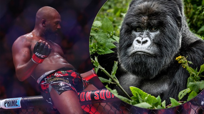 jon-jones-gorilla