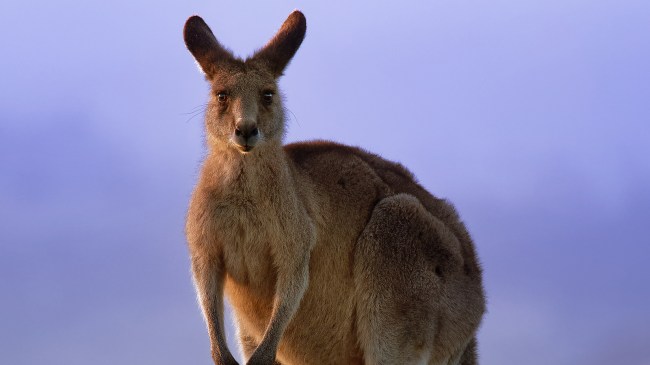kangaroo