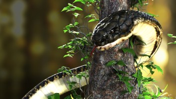 15+ Foot King Cobra Invaded An Indian School And Put Up A Fight Before Being Removed (Video)