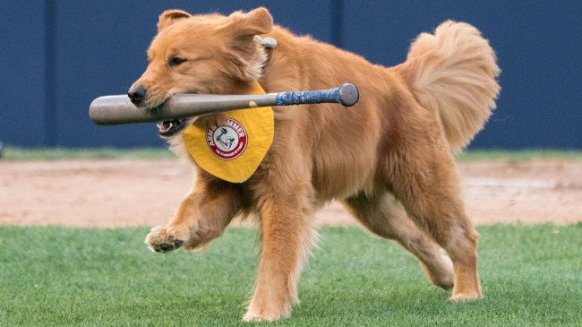 Bat dog at minor league baseball game