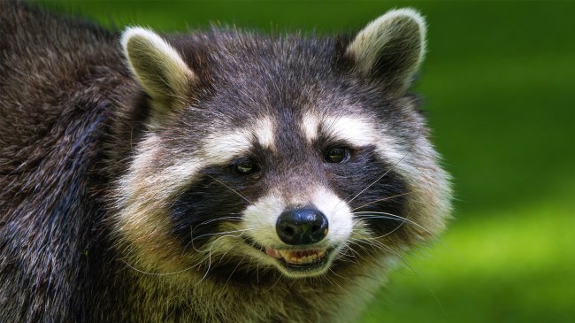 raccoon