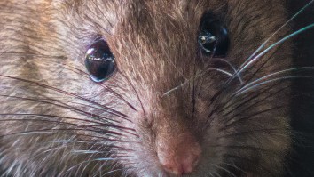 Giant 33.5-Inch-Long Woolly Rat Photographed For The First Time Ever
