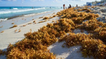Massive Smelly Seaweed Monster Headed To Florida Expected To Break Record Size By 150%