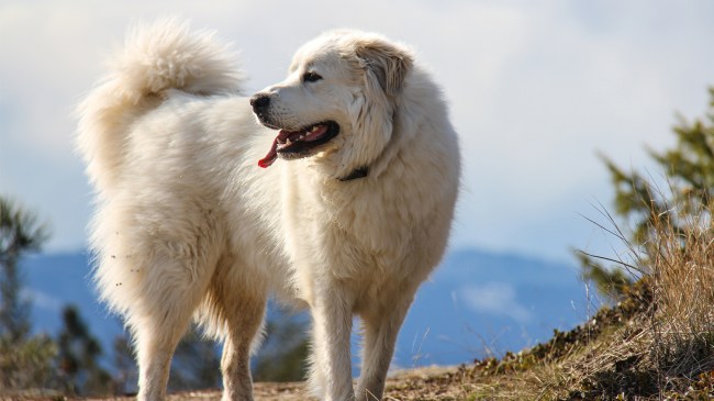 Great Pyrenees dog