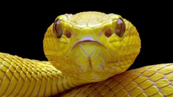Man Arrested At Airport For Having 47 Venomous Vipers In His Luggage