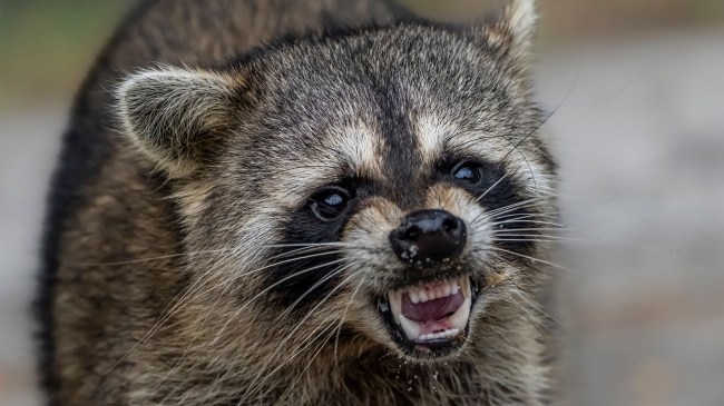 Angry raccoon
