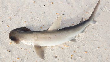 South Carolina Man’s Disc Golf Round Takes Unexpected Turn After Hammerhead Shark Lands In The Middle Of The Course
