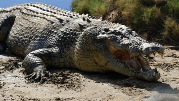 Australian Bloke Channeling Steve Irwin Gets Way Too Close With A 15-Foot Saltwater Crocodile