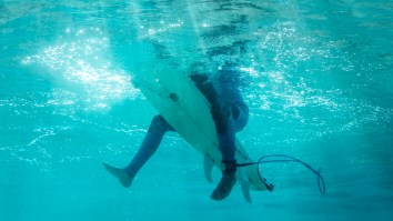 California Surfer Shows Off Bite Marks On Board After Shark Chomped Down On It During Scary Encounter