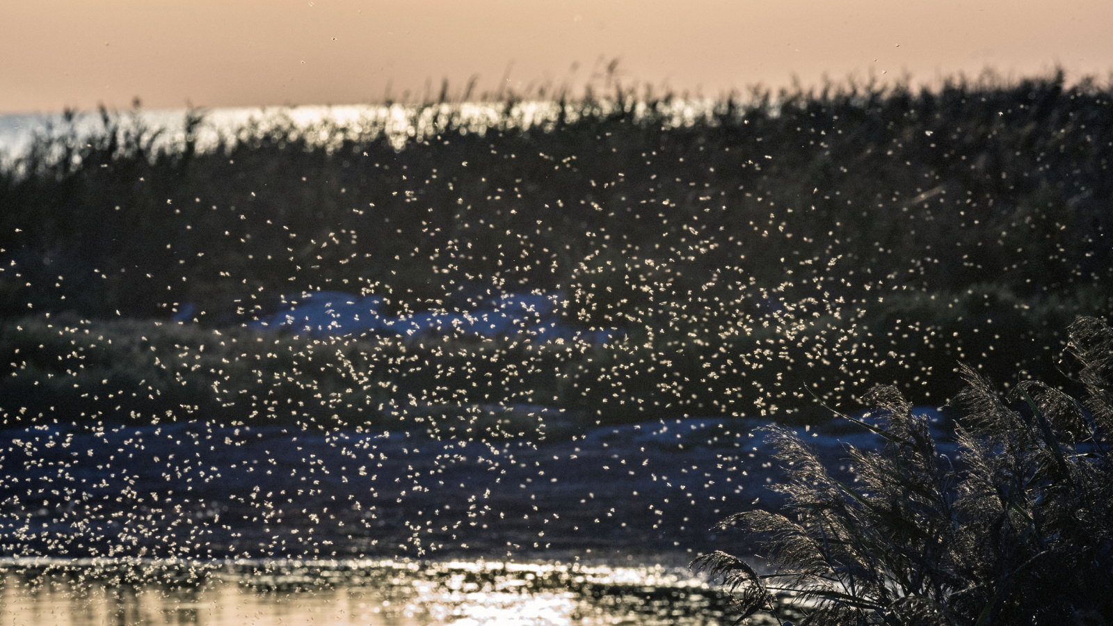 swarm of mosquitoes