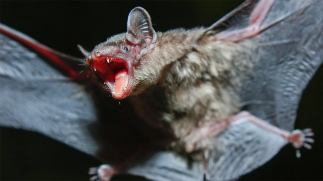 Greater-Bamboo-Bat