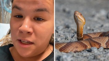 ‘Why Is The Antidote $200,000?’: North Carolina Woman Bitten By A Copperhead Snake. Then She Finds Out How Much The Antivenom Costs