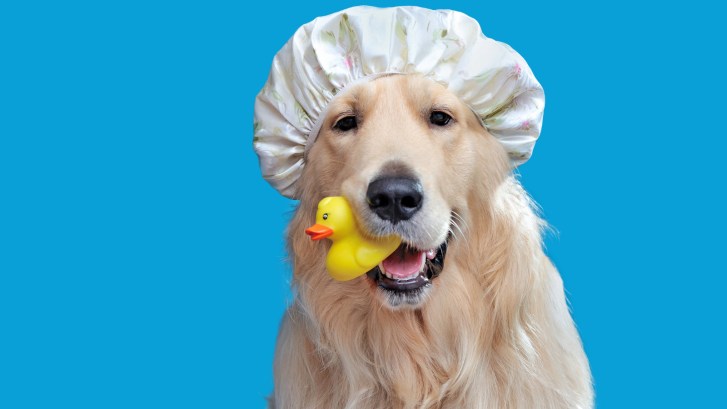 pet golden retriever taking a bath