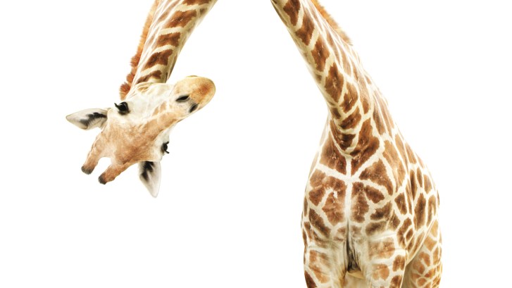 giraffe being silly