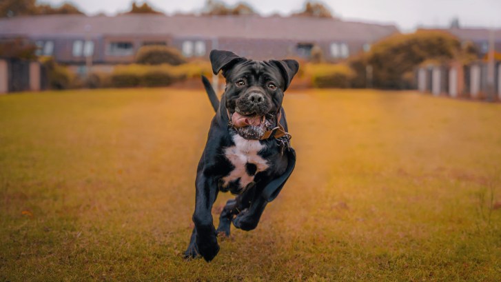 Cane Corso dog