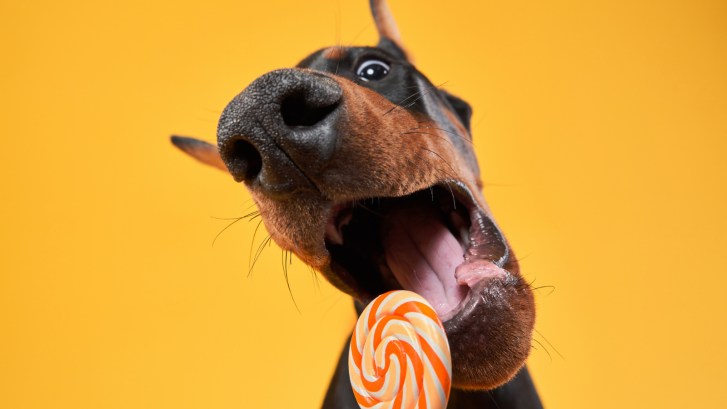 cute doberman pinscher dog