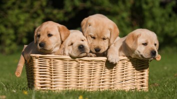 Ranking The 17 Most Popular Dog Breeds In America Based Only On Vibes