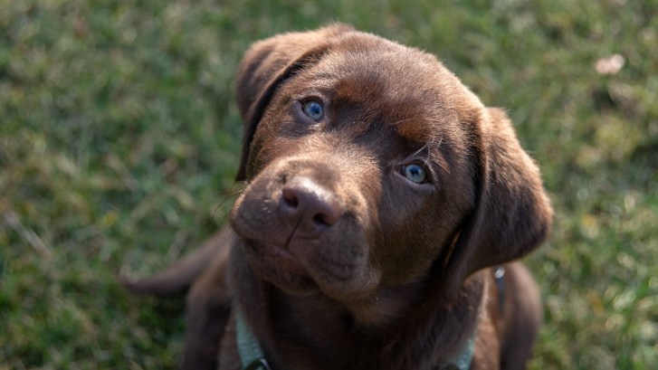 Chocolate Labrador Retriever