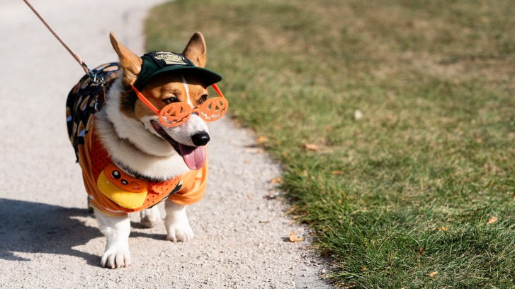 Pembroke Welsh Corgi dog wearing a cute costume