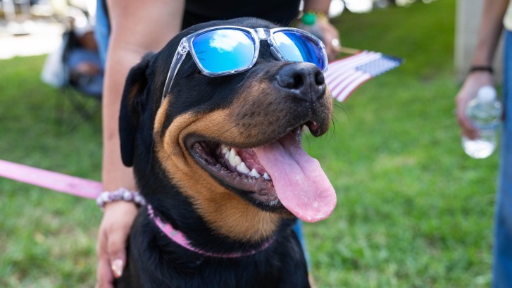 Rottweiler dog wearing sunglasses