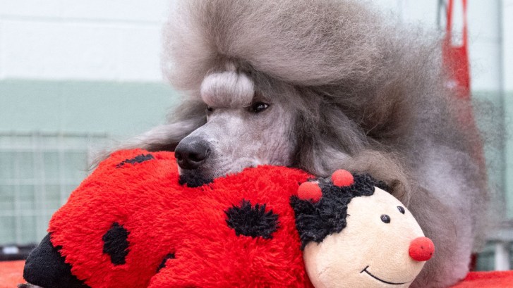 standard poodle dog