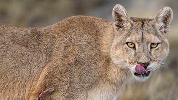 California Hiker Films Harrowing Encounter With Mountain Lion That Stalked Her On Ojai Trail