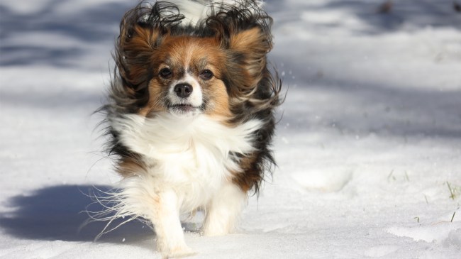 papillon running in snow