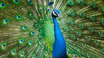 California Hotel Ambushed By Thieves Who Stole Dozens Of Peacocks Worth Tens Of Thousands Of Dollars