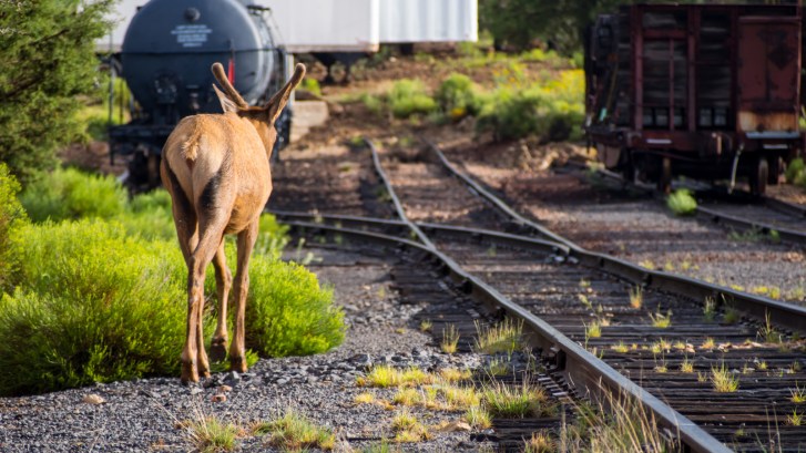 reindeer on the railroad tracks