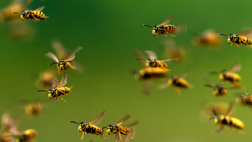 Scientists Bioengineered Cyborg Spy Bees They Can Fly Remotely Using Mind Control