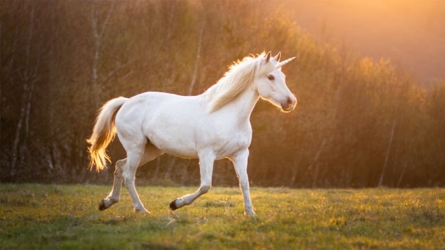 unicorn-running-in-field